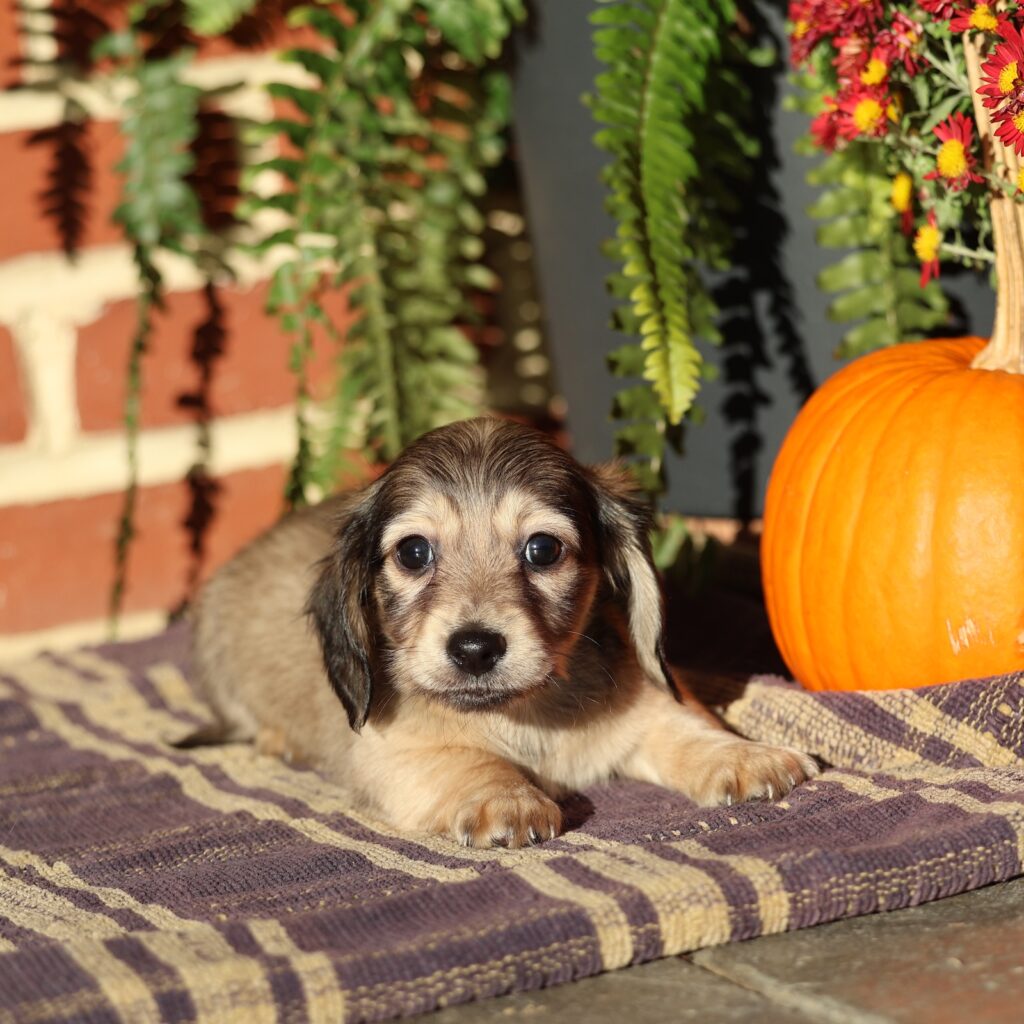 dachshund puppies