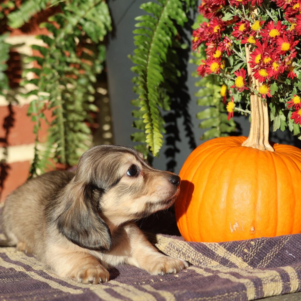 dachshund puppies lancaster