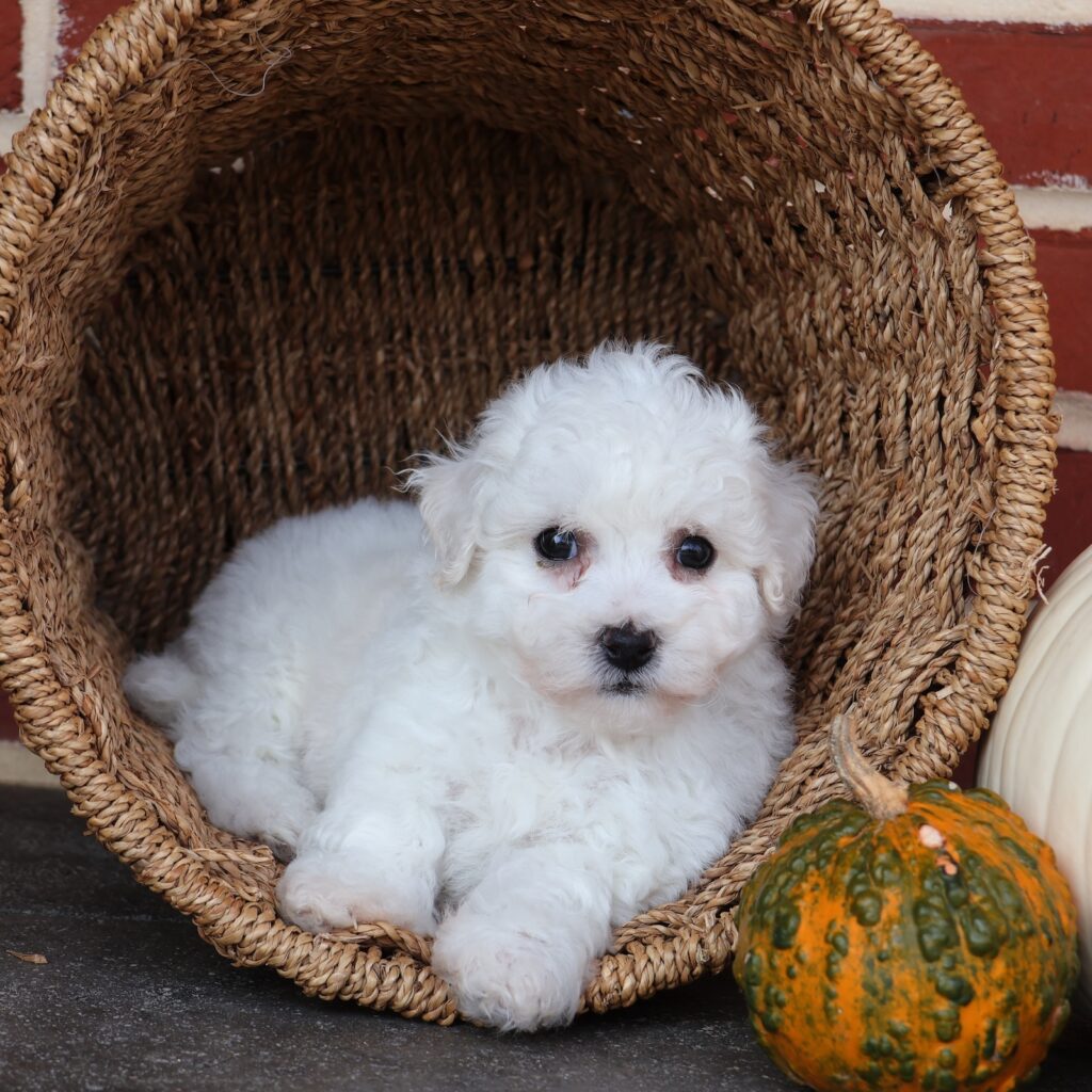 adopt a hypoallergenic puppy