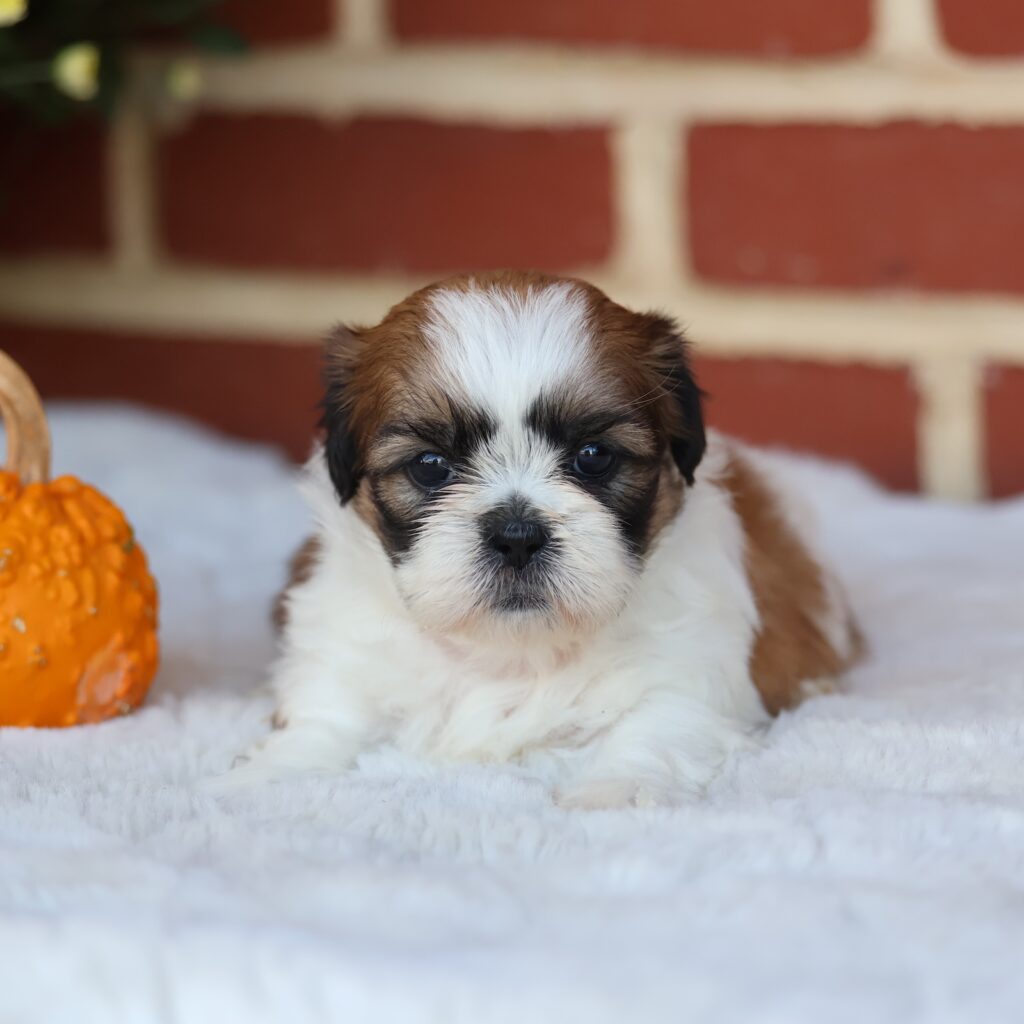 adorable shih tzu puppies