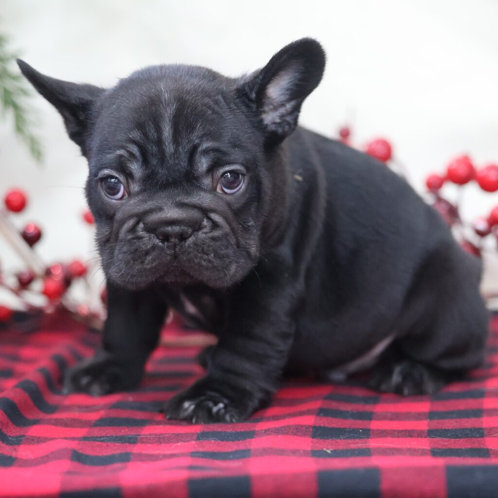 akc frenchie