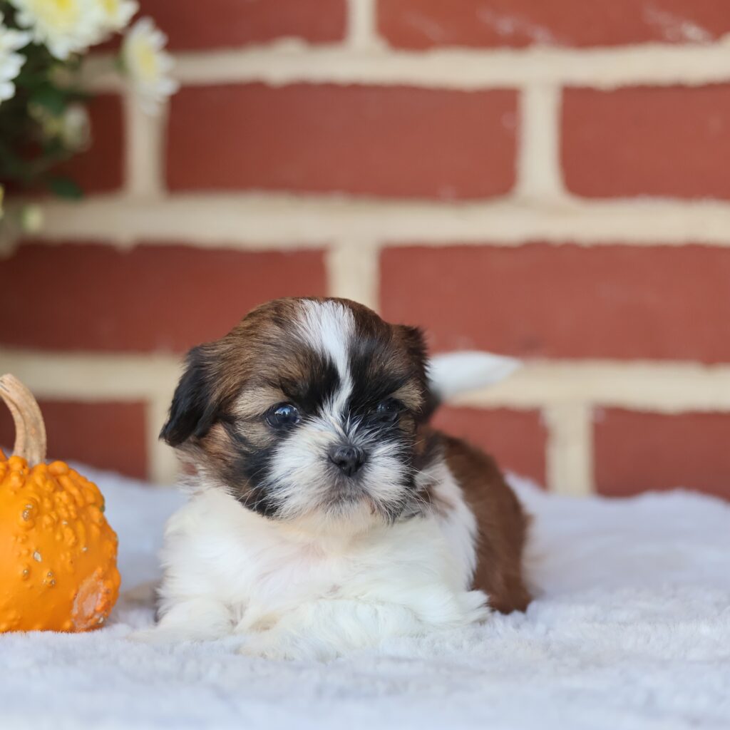 akc shih tzu puppies for sale