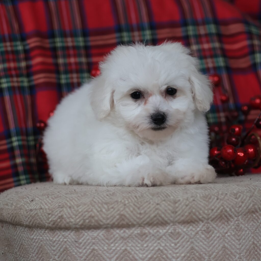 bichon frise breeders