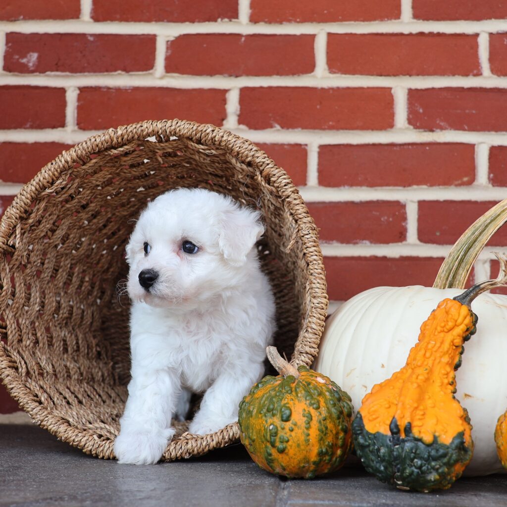 bichon frise dog