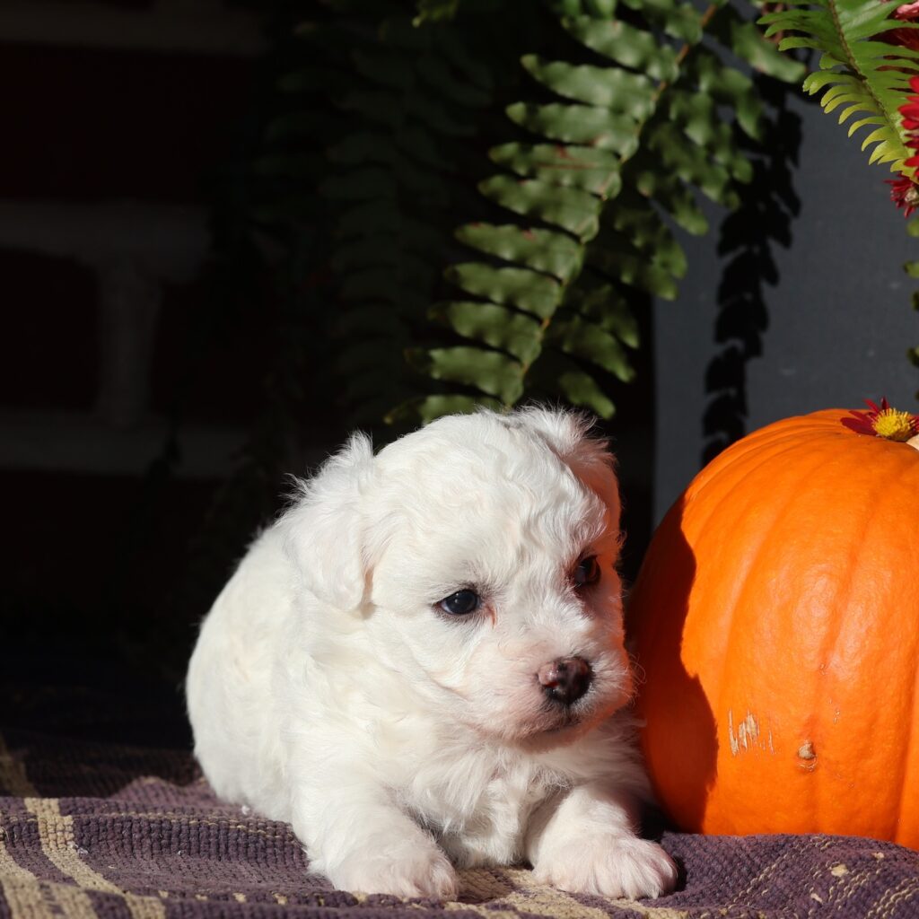 bichon frise dog for sale