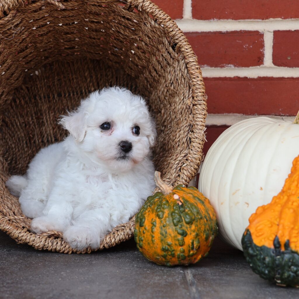 bichon frise dogs for sale near me