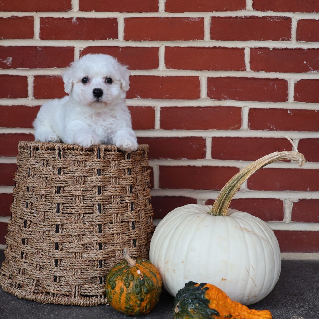 bichon frise for sale