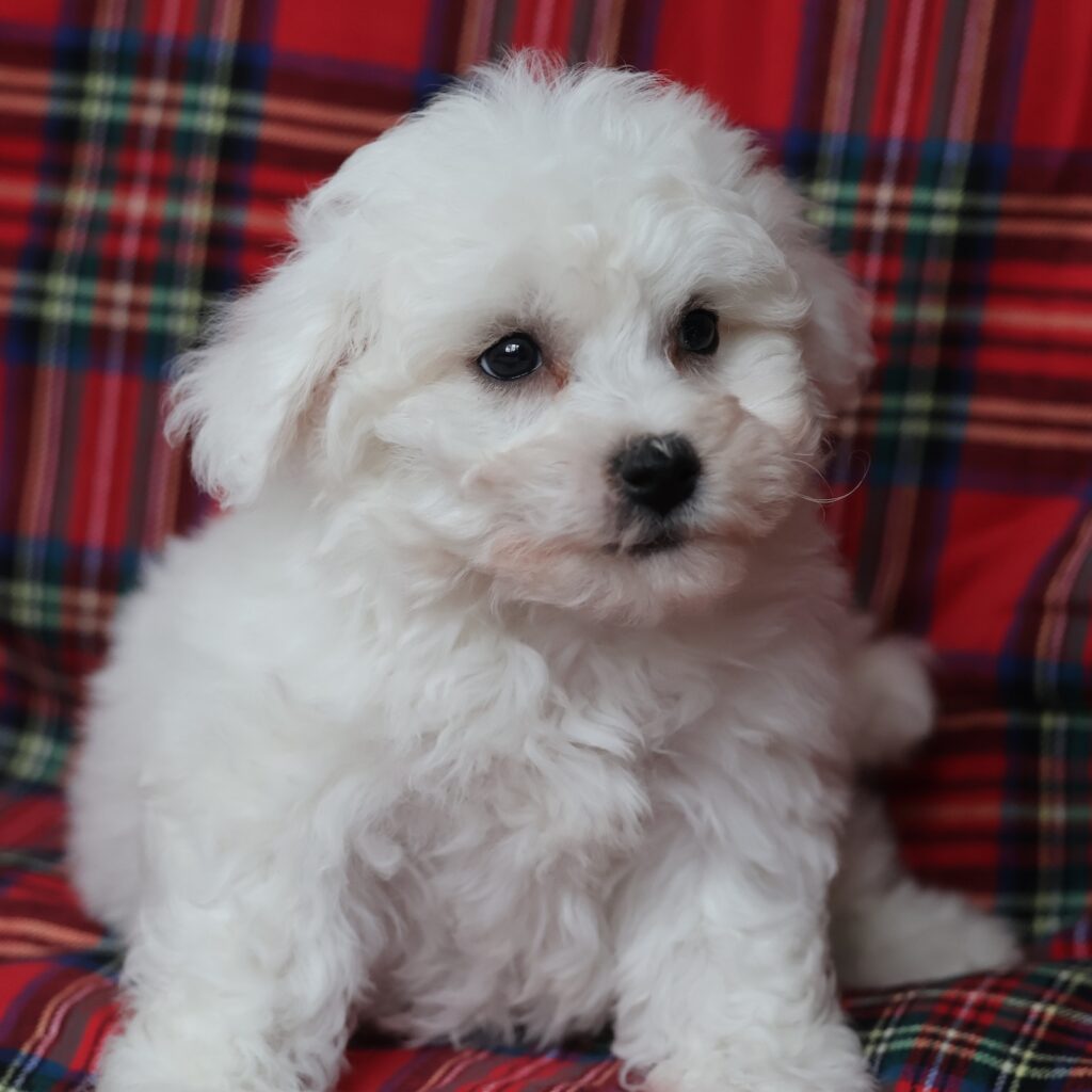 bichon frise for sale