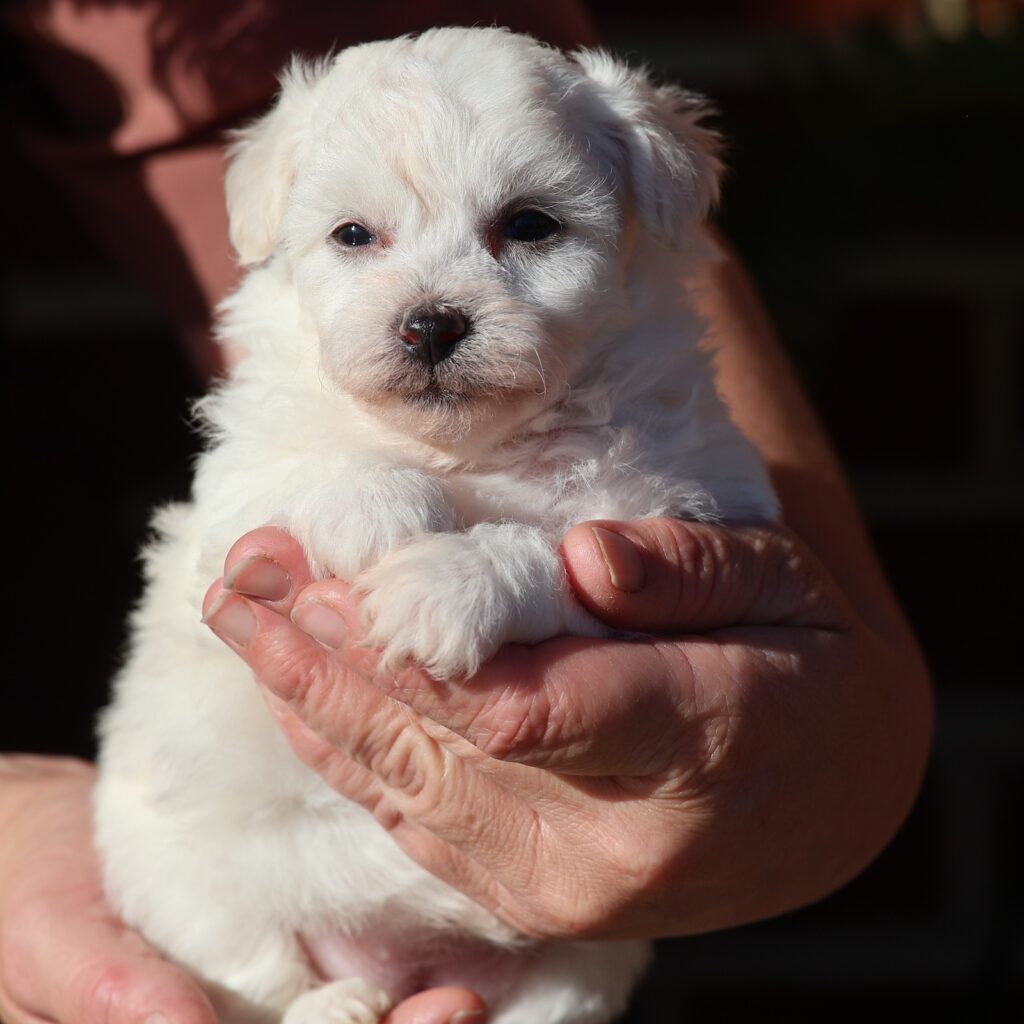 bichon frise hypoallergenic dogs