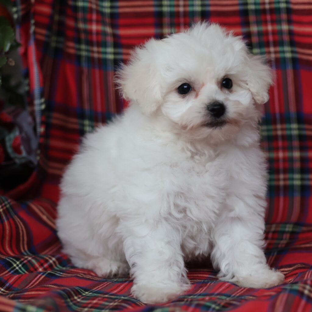 bichon frise puppies for sale