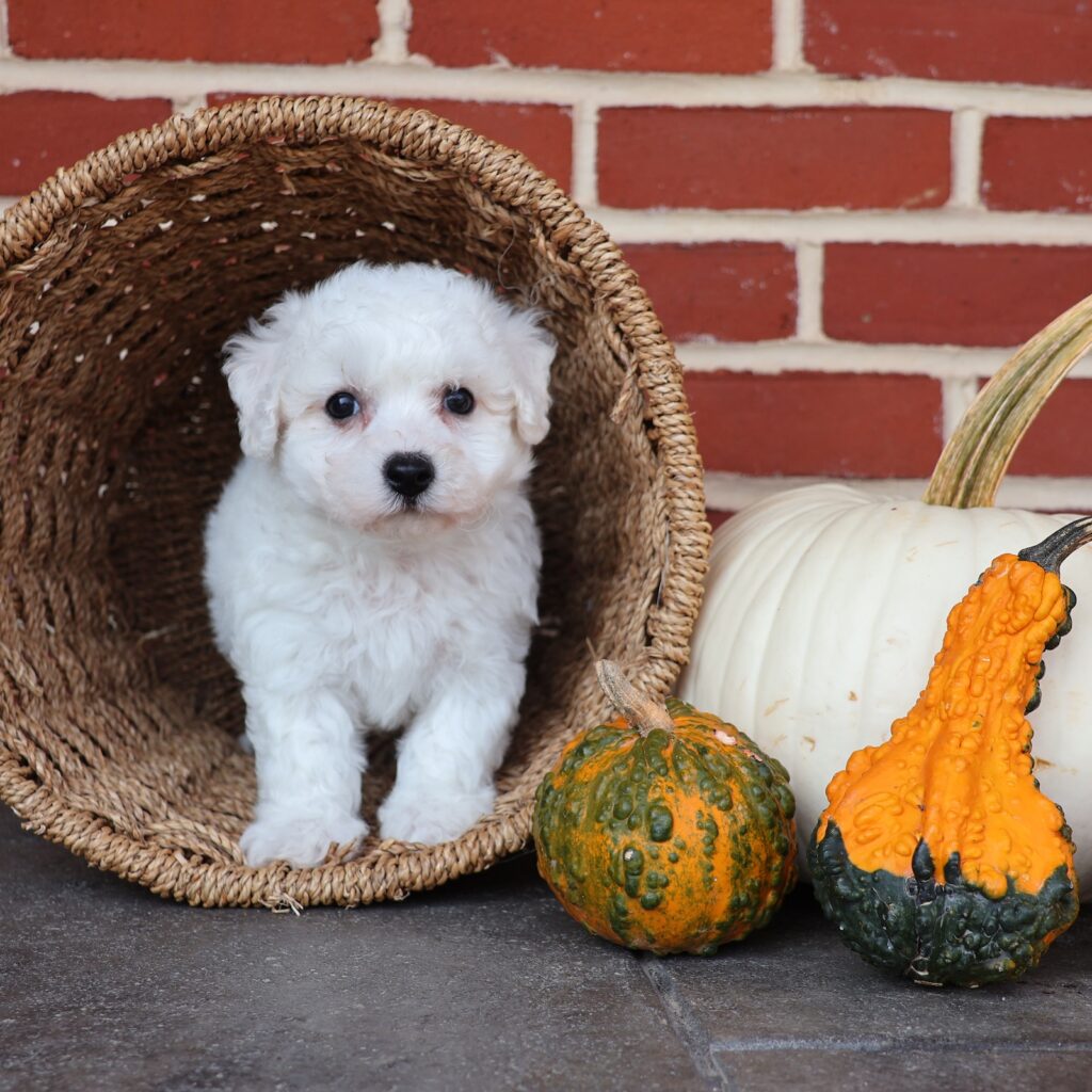 bichon frise puppies for sale