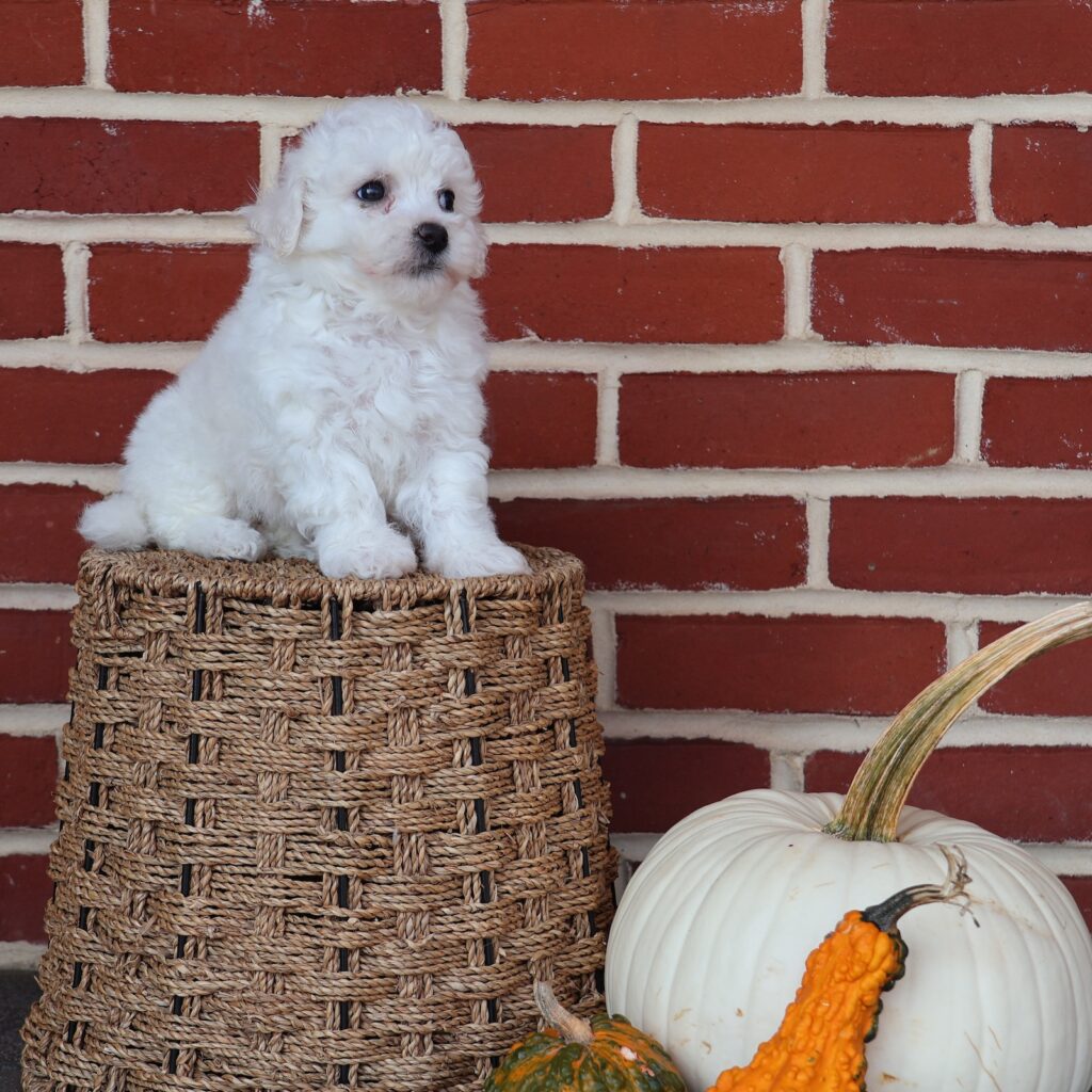 bichon frise puppies for sale near me
