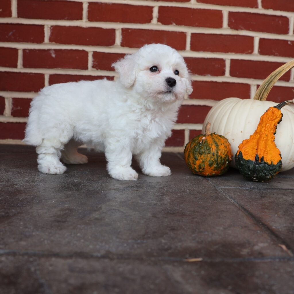 bichon frise puppies sale