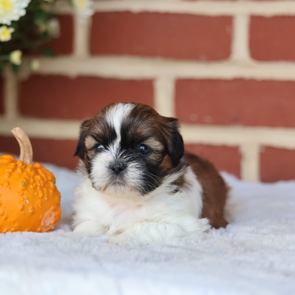 breeders for shih tzu puppies