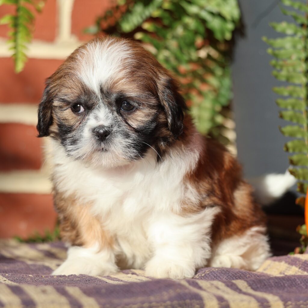 brown and white shih tzu puppy