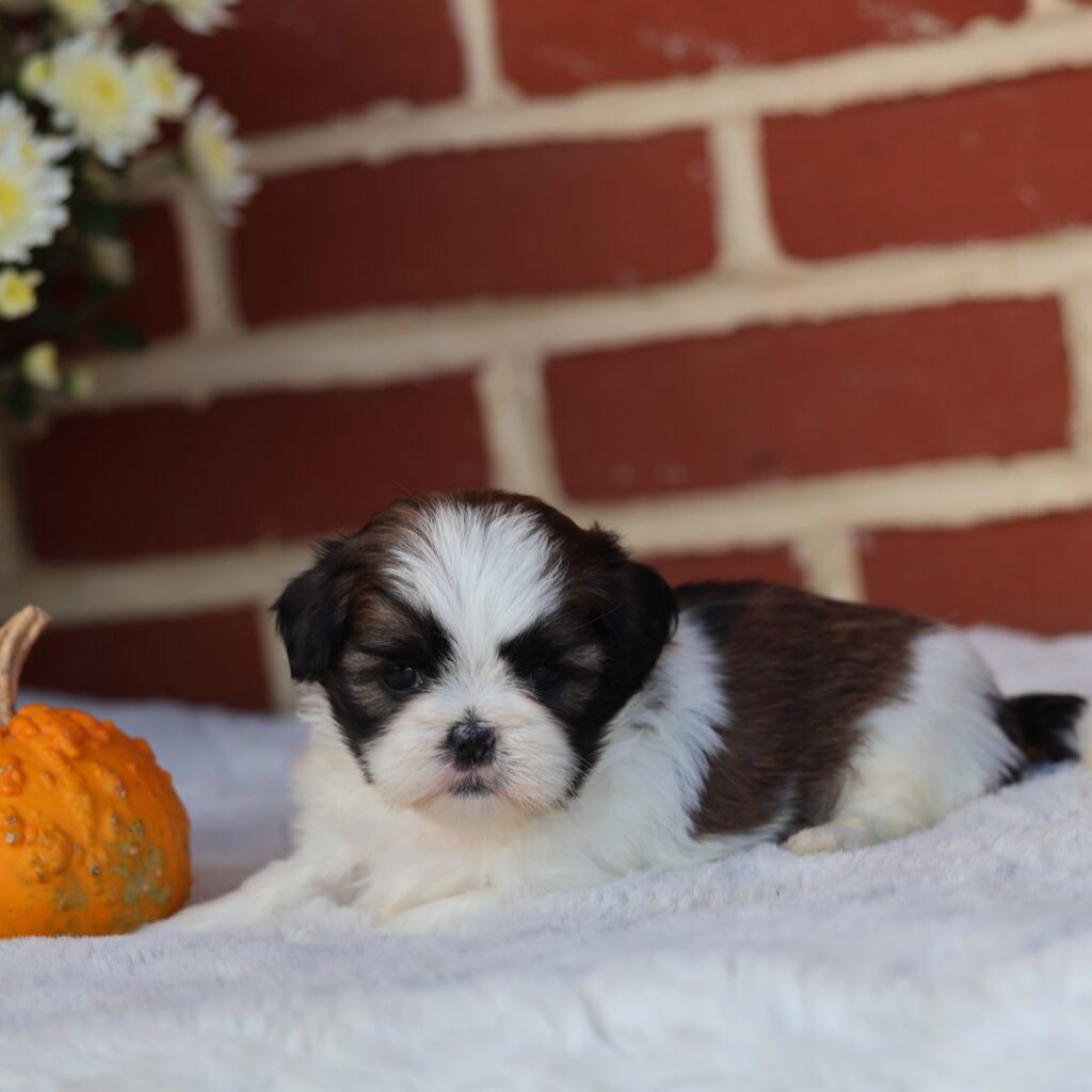 brown shih tzu puppies