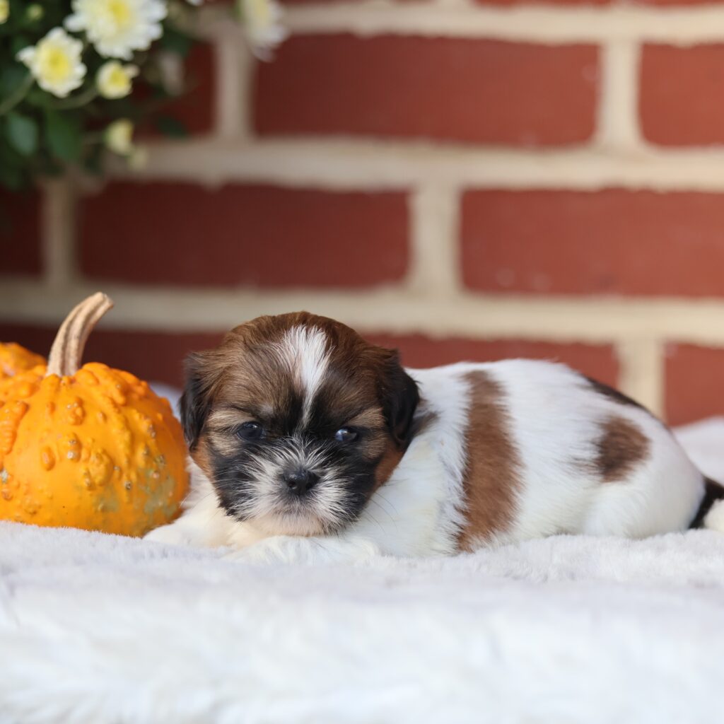 brown shih tzu puppy