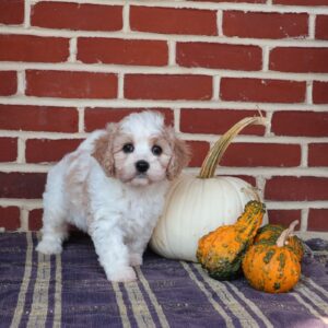 cavachon puppies for sale
