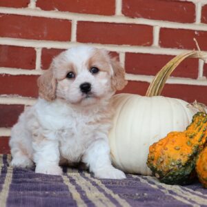 cavachon puppies near me