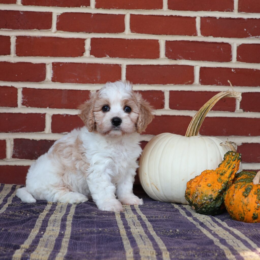 cavachon puppy