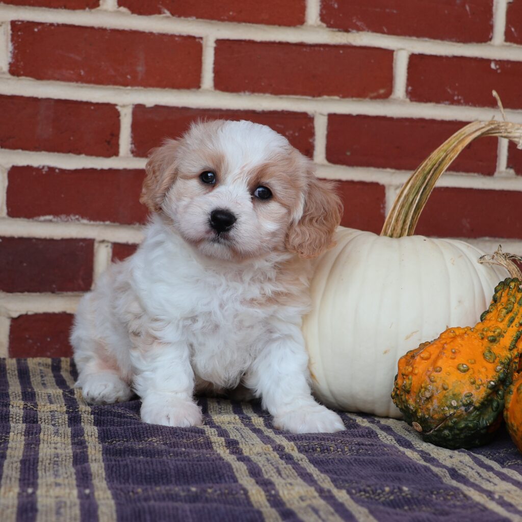cavalier bichon