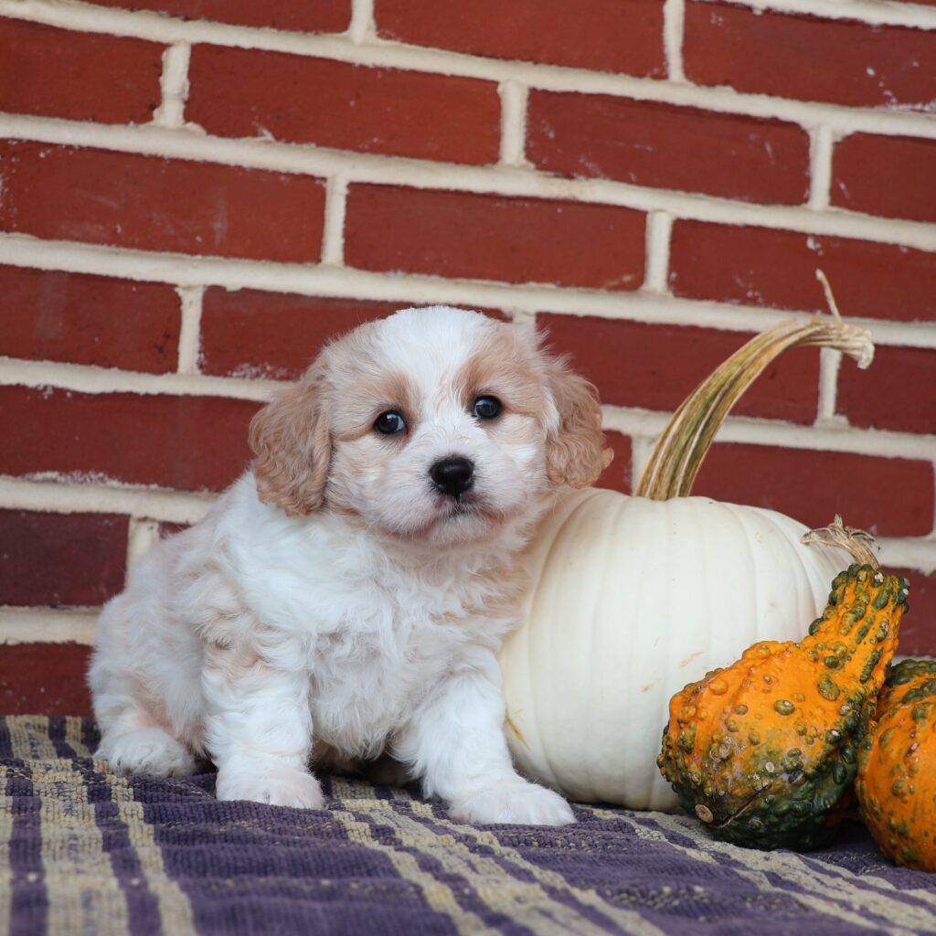 cavalier king charles spaniel and bichon mix