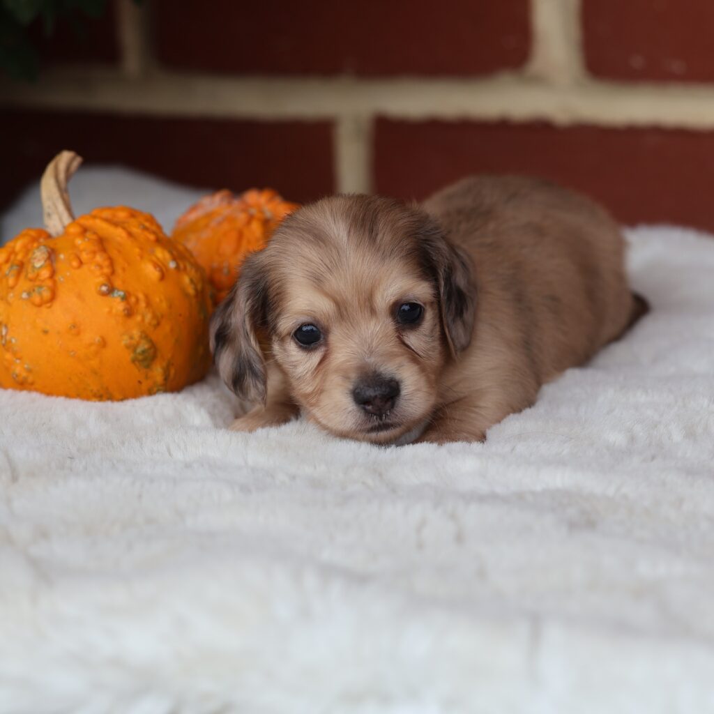 dachshund