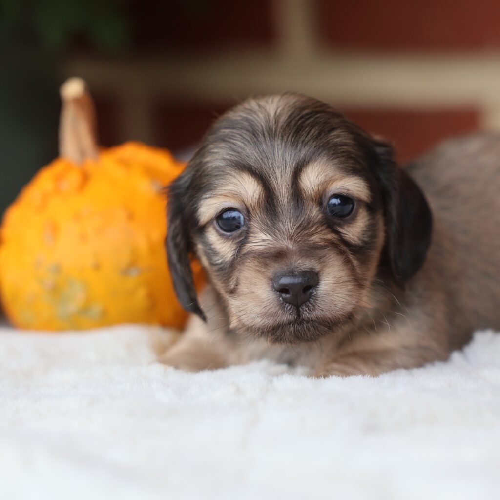 dachshund puppies near me
