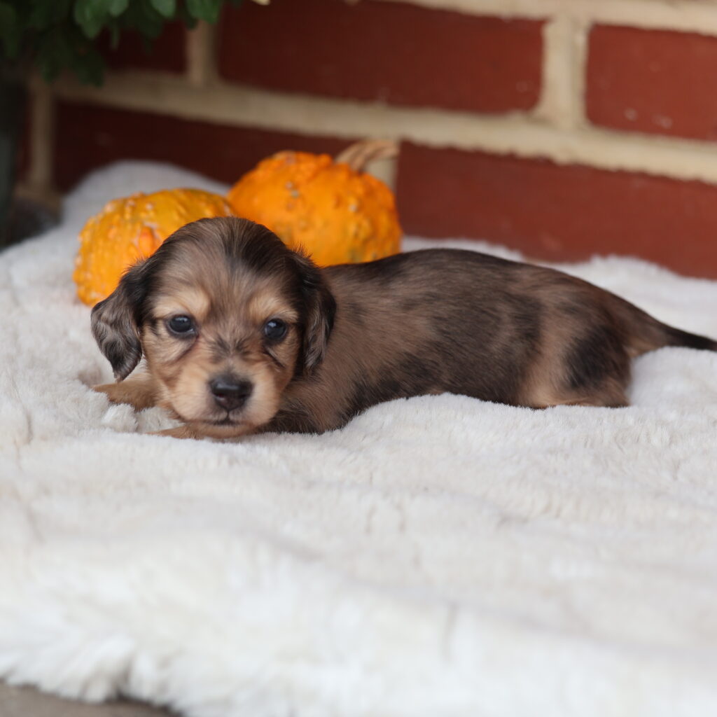 dachshund sausage dog for sale
