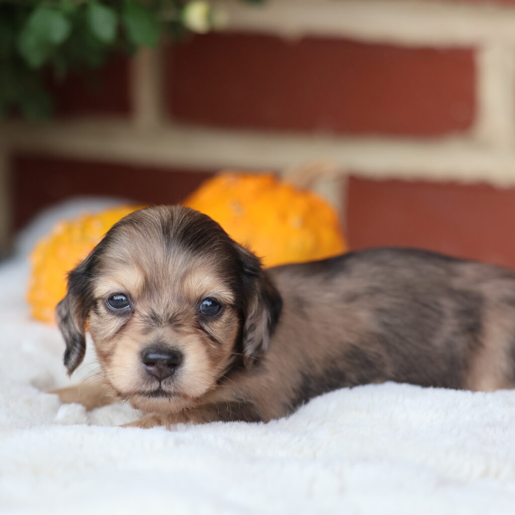 dachshunds for sale
