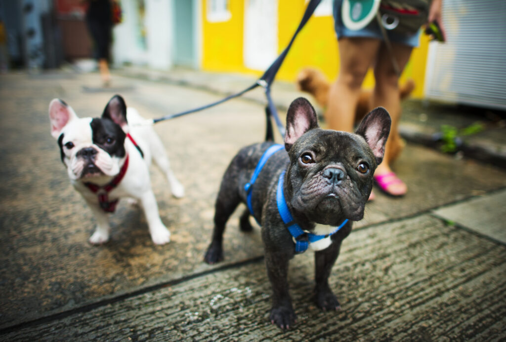 Frenchie