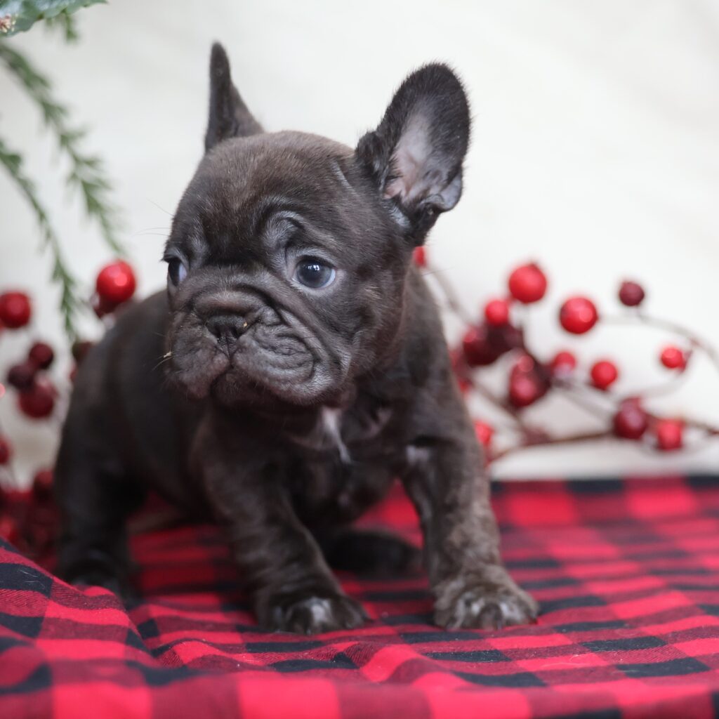 frenchie adoption