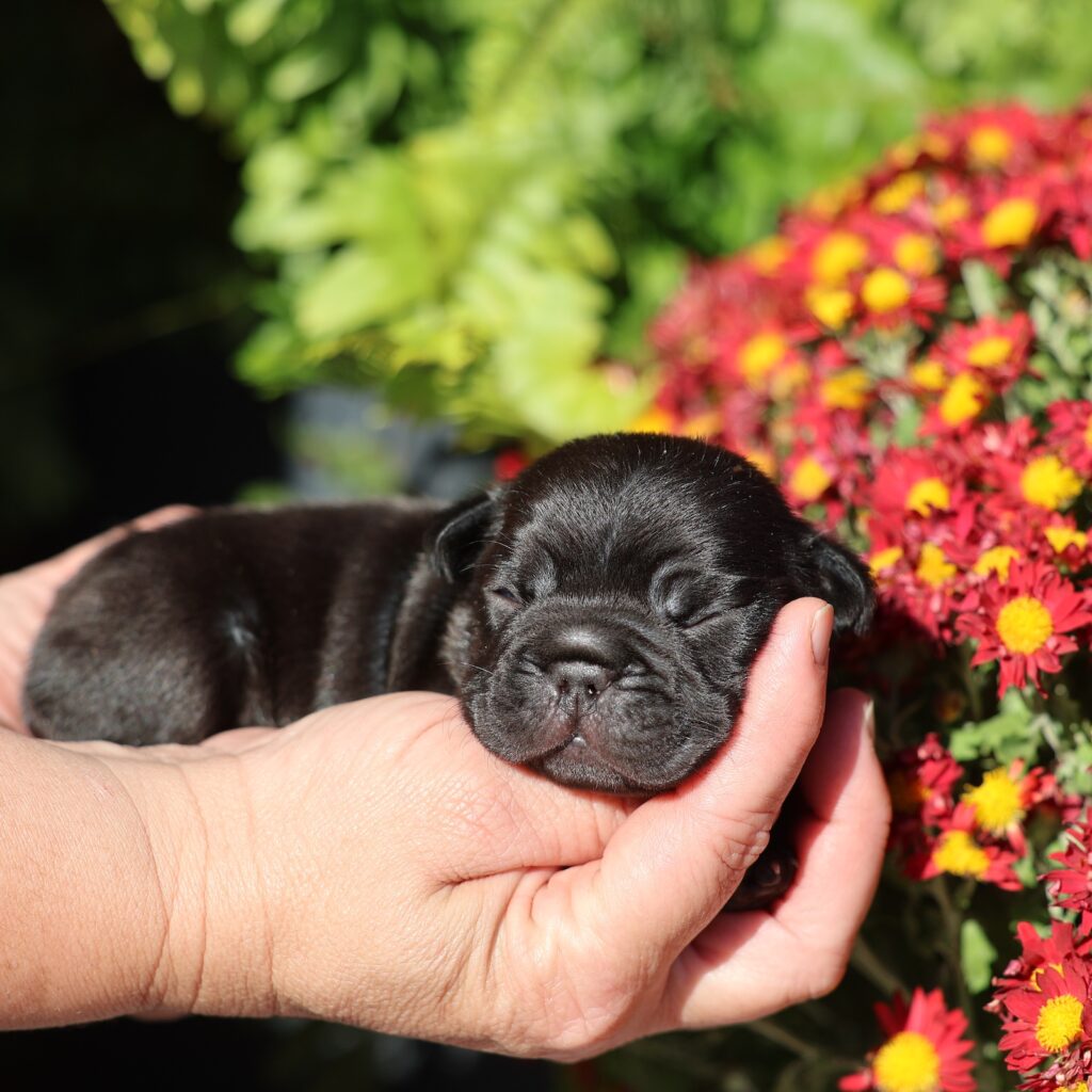 frenchie puppies for sale near me