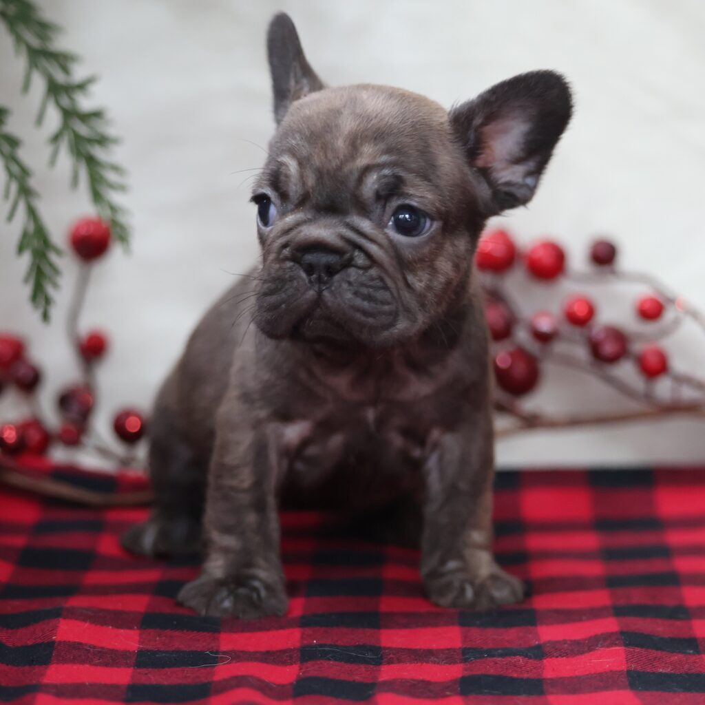 frenchie puppies for sale near me