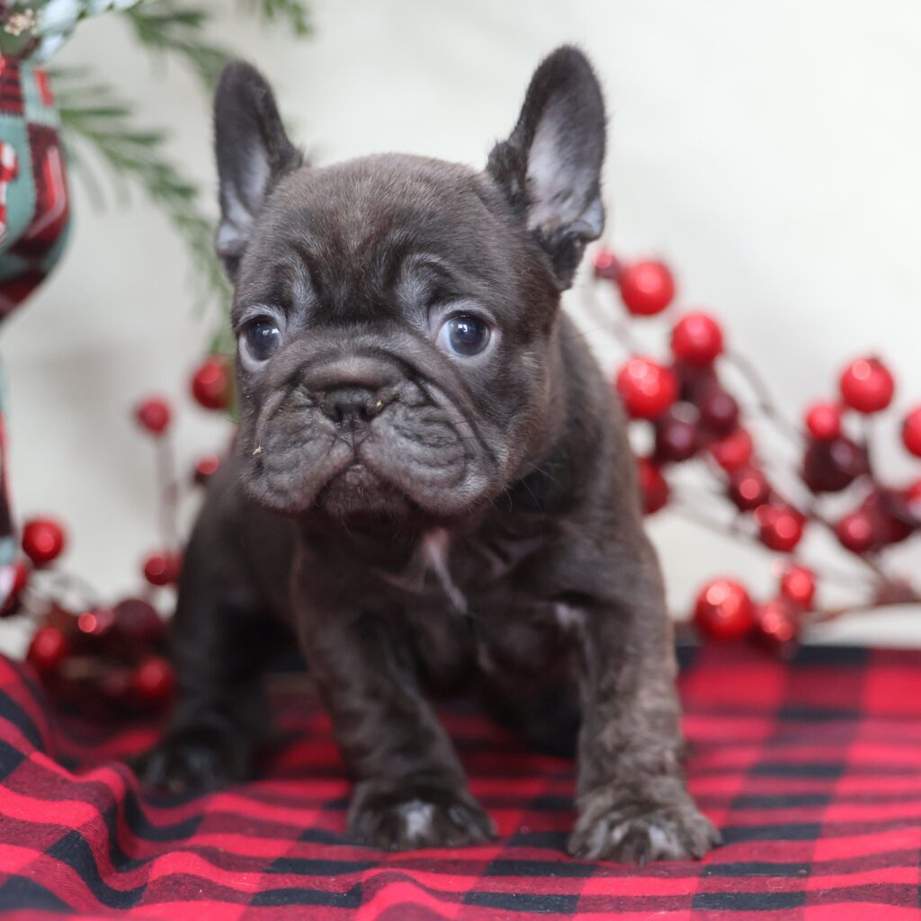 frenchie puppy