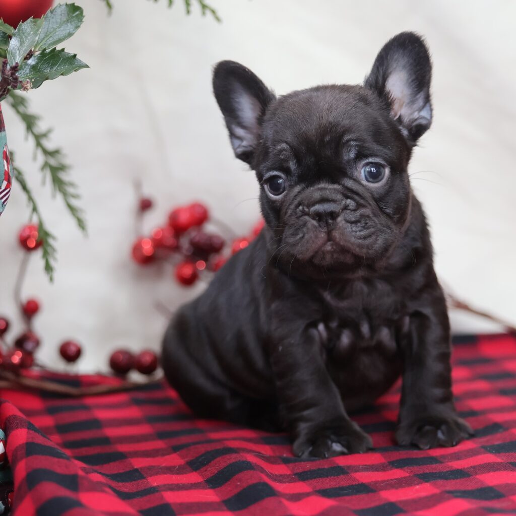 frenchie puppy for sale
