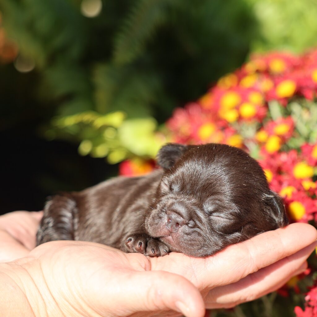 frenchies for sale near me