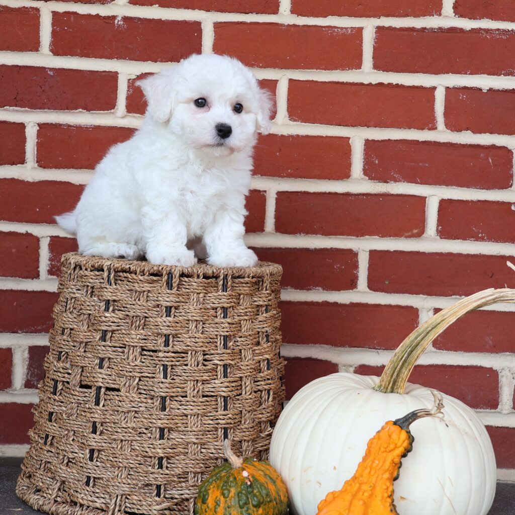 hypoallergenic puppies for sale