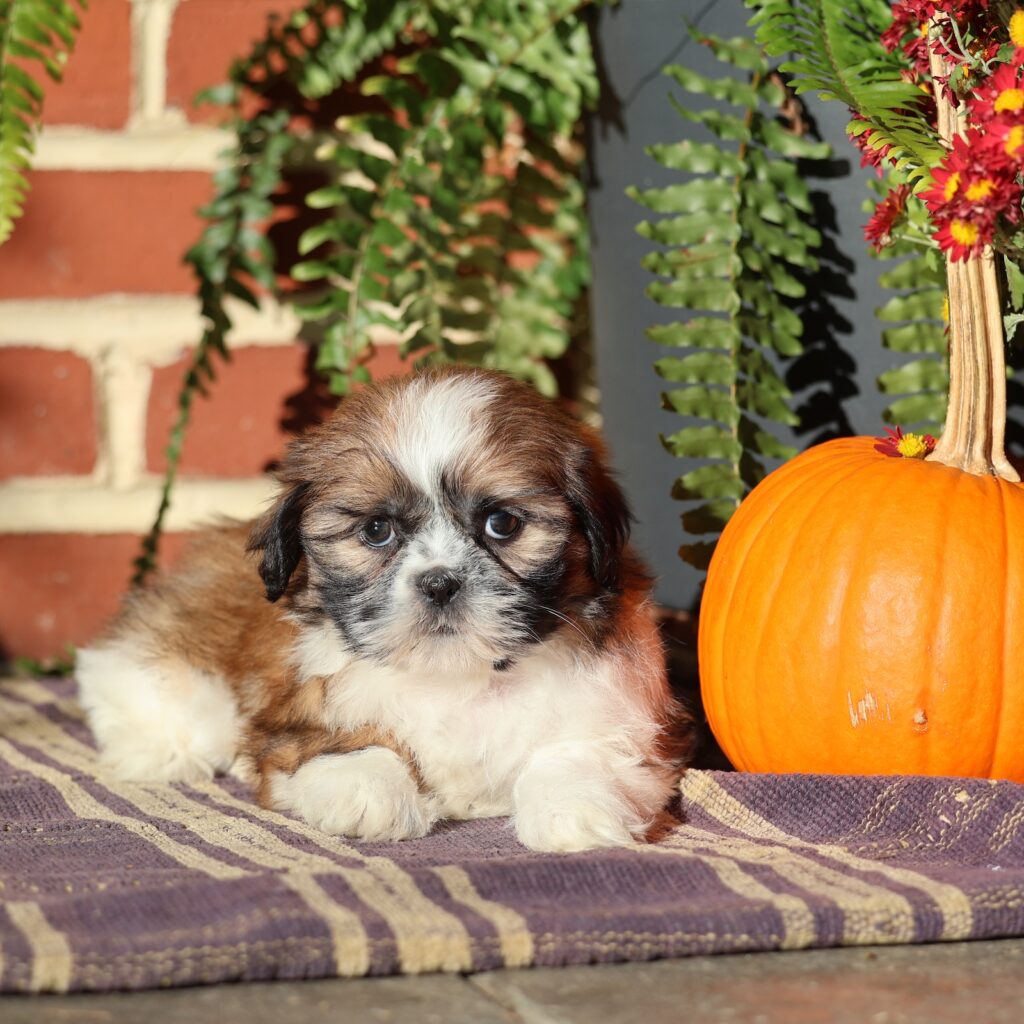 images of a shih tzu puppy
