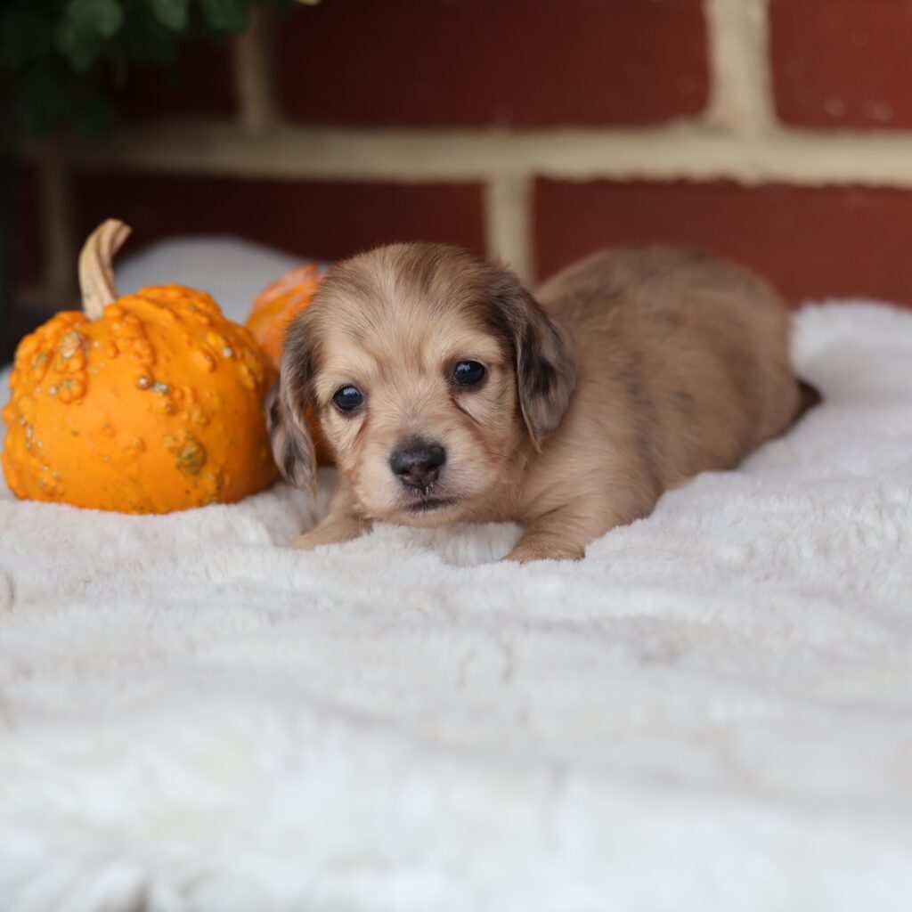 mini dachshund