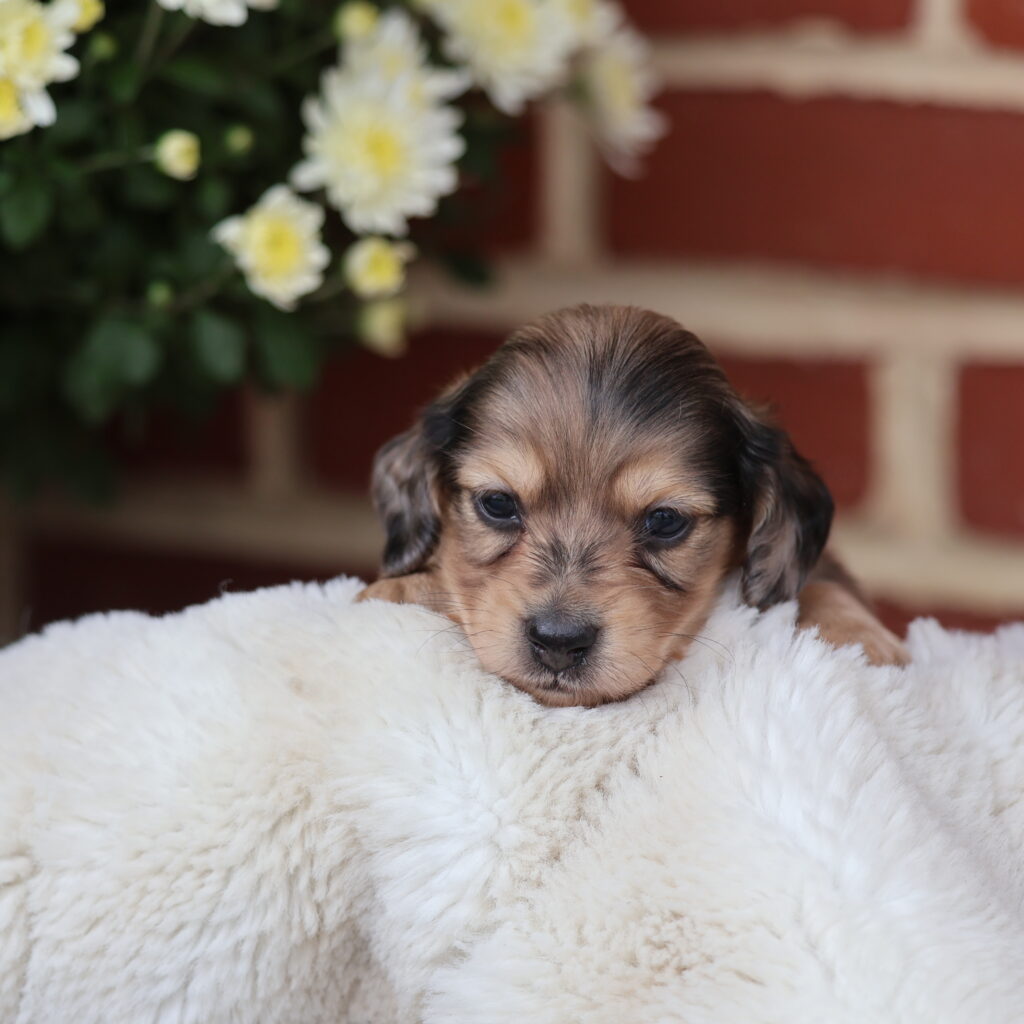 mini dachshund puppies