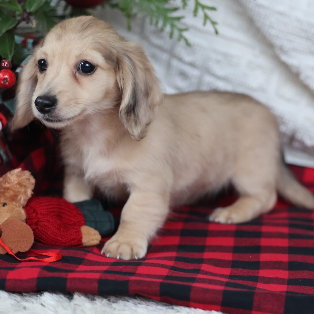 mini dachshund puppies for sale