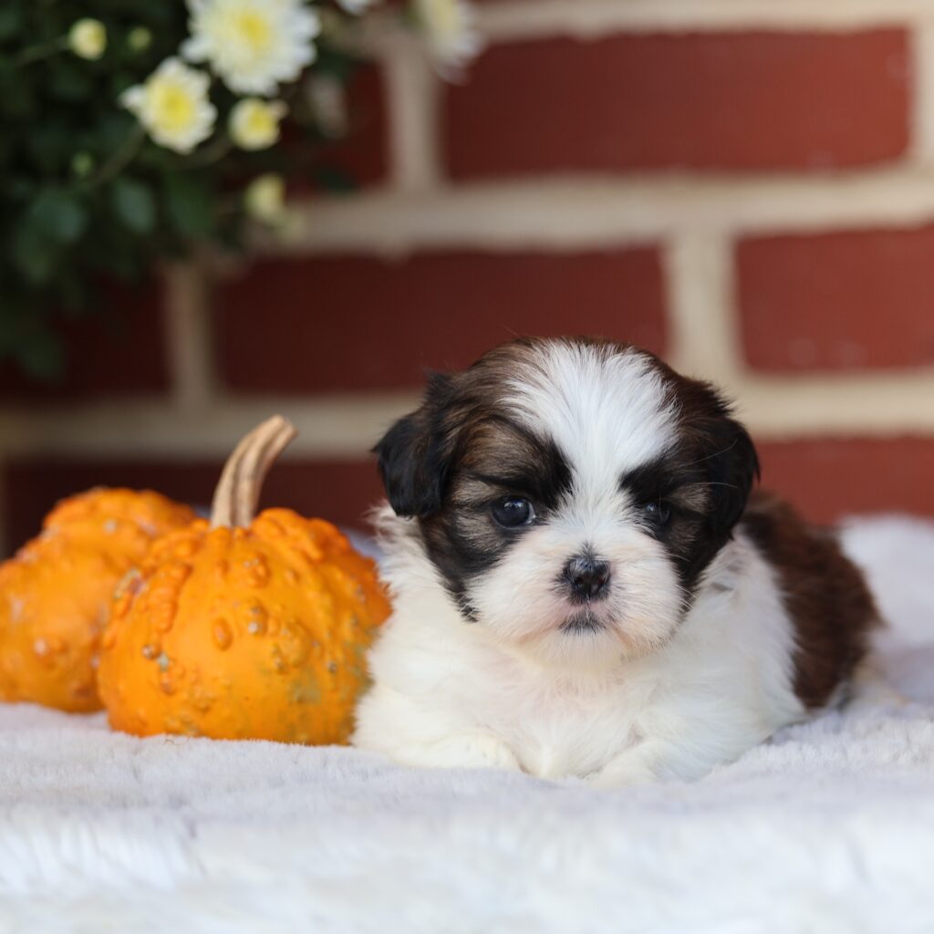 mini shih tzu puppies