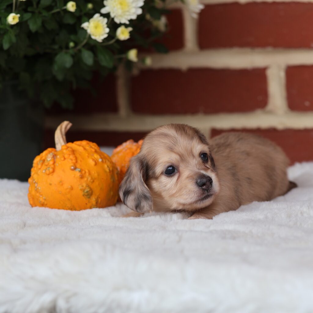 miniature dachshund