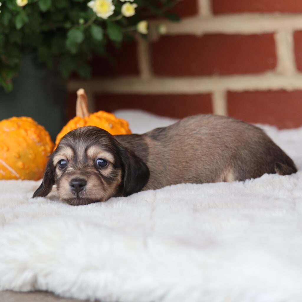 miniature dachshund puppies