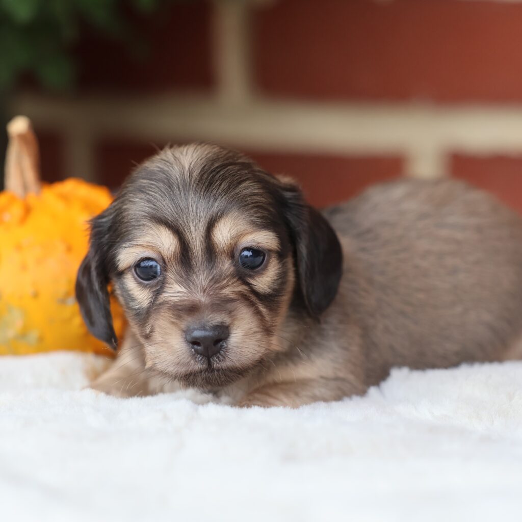 miniature dachshund puppies for sale