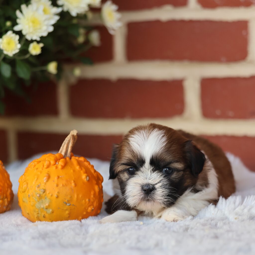 miniature shih tzu puppies for sale