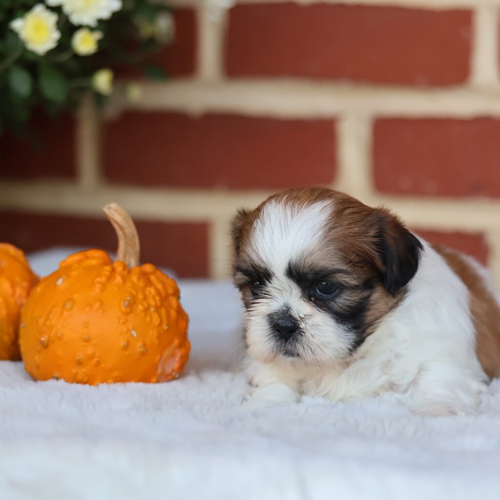 newborn shih tzu puppies