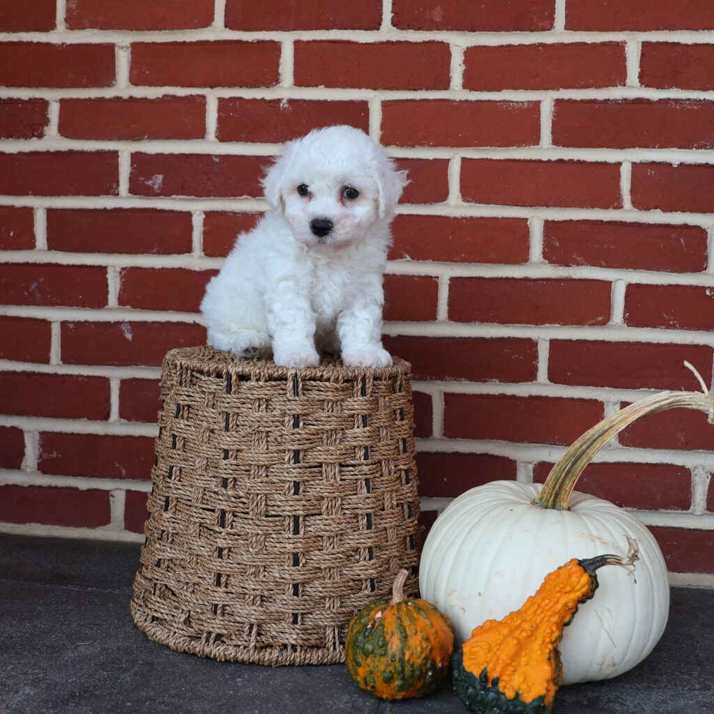 puppies hypoallergenic