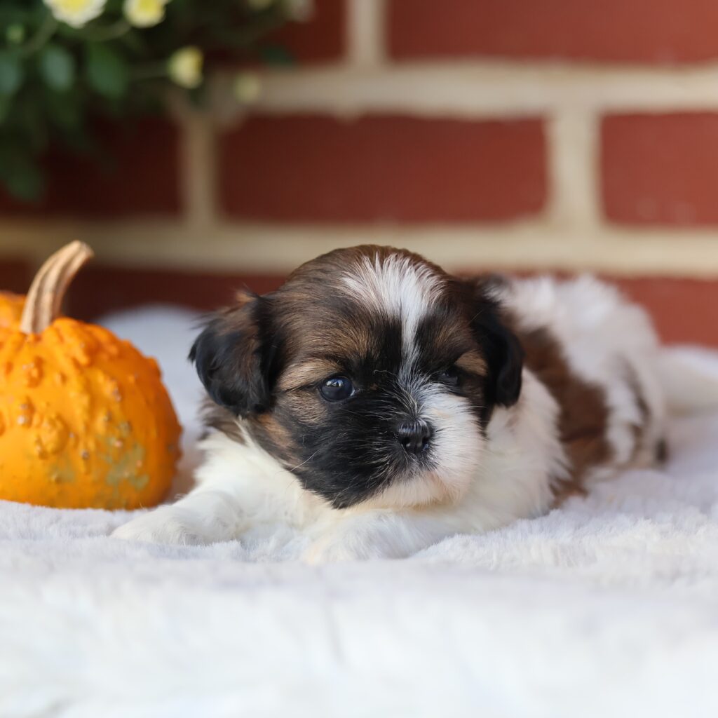 puppies shih tzu